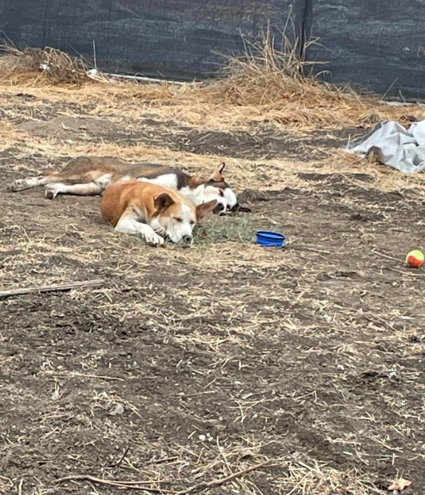 two dogs sleep in an abandoned garden