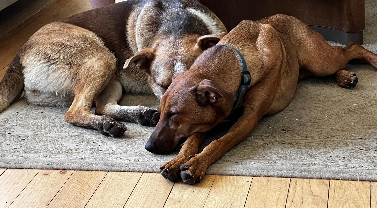 two dogs sleeping together on the carpet