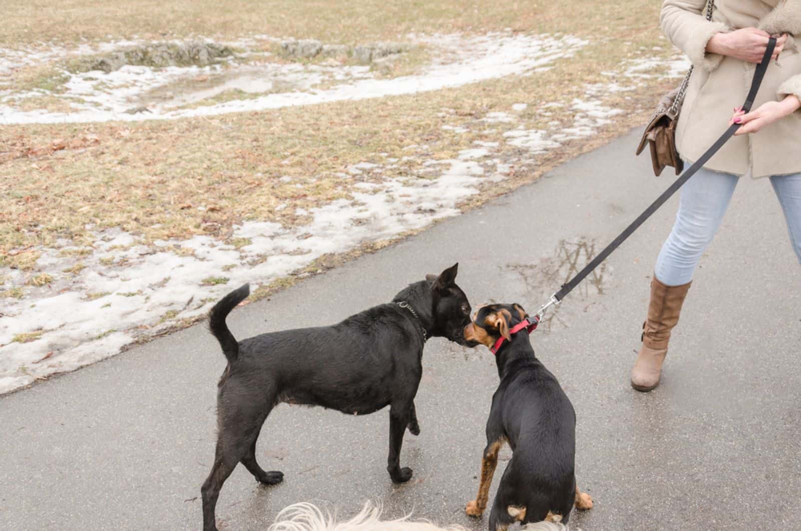 two dogs sniffing each other in a walk