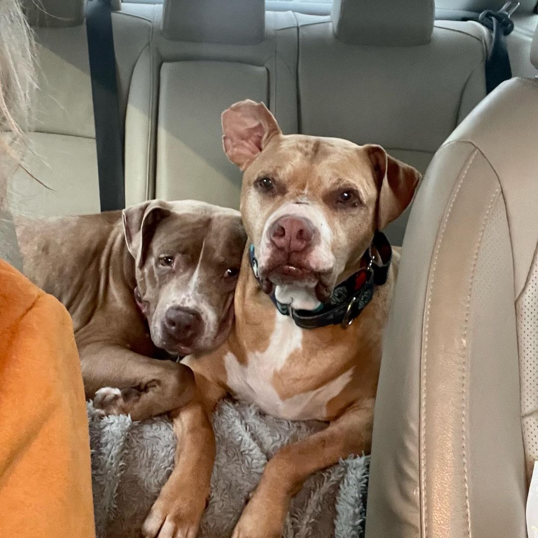 two dogs snuggling in the car