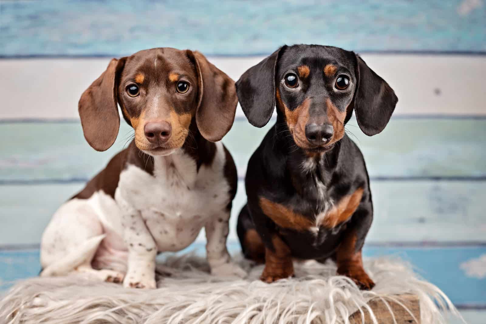 two dogs standing looking at camera