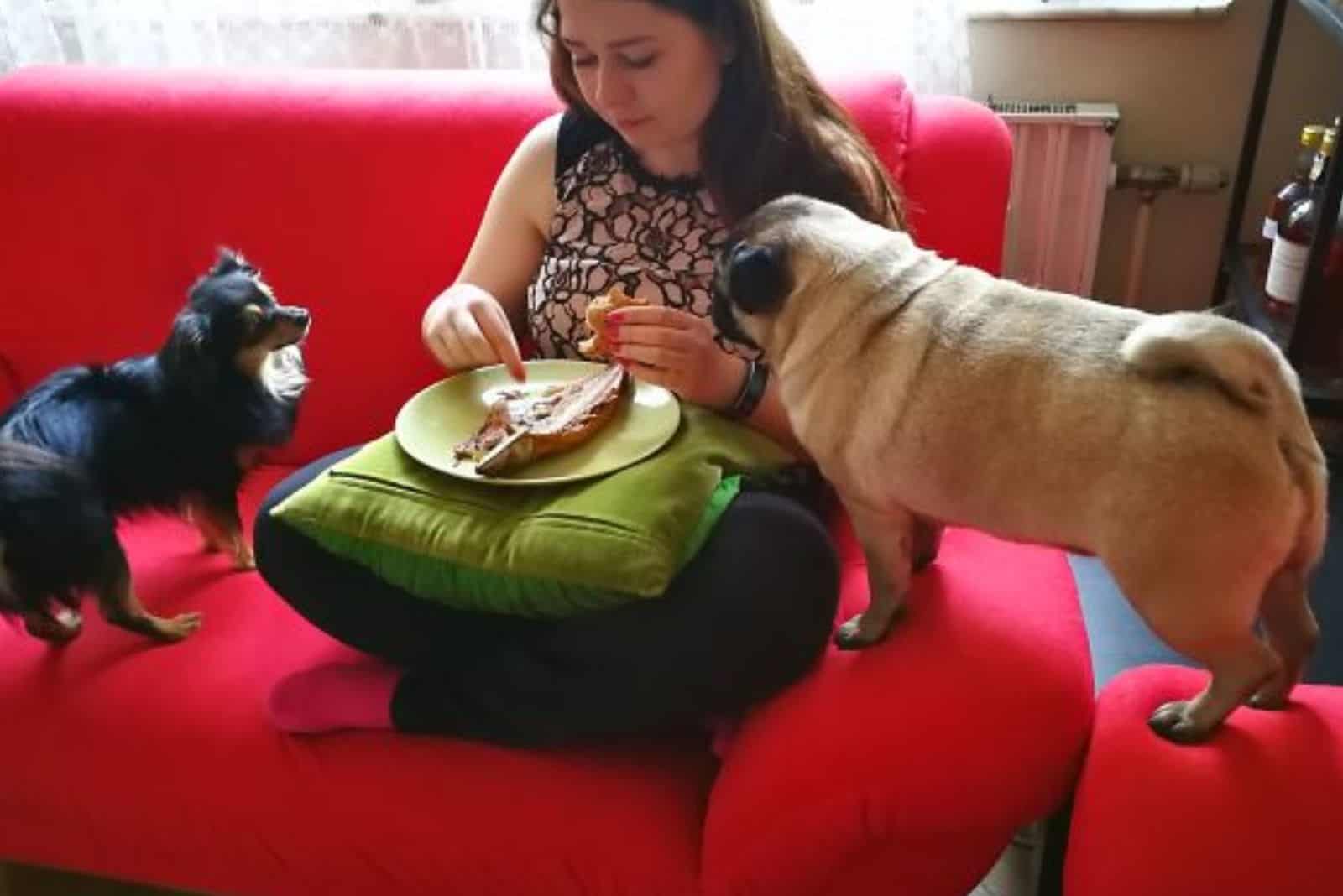two dogs standing on the couch and looking at their owner  eating food from a plate