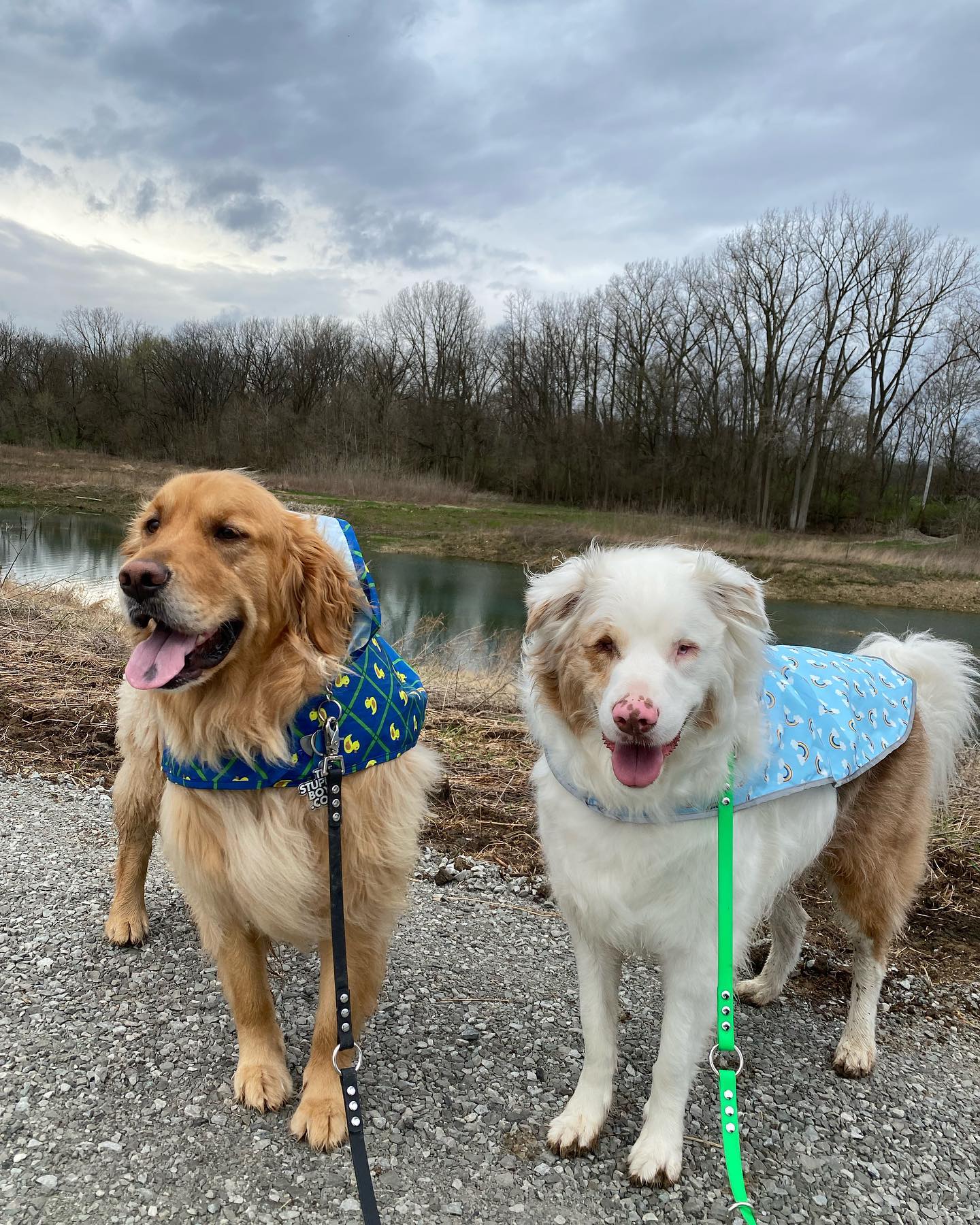 two dogs standing outdoor