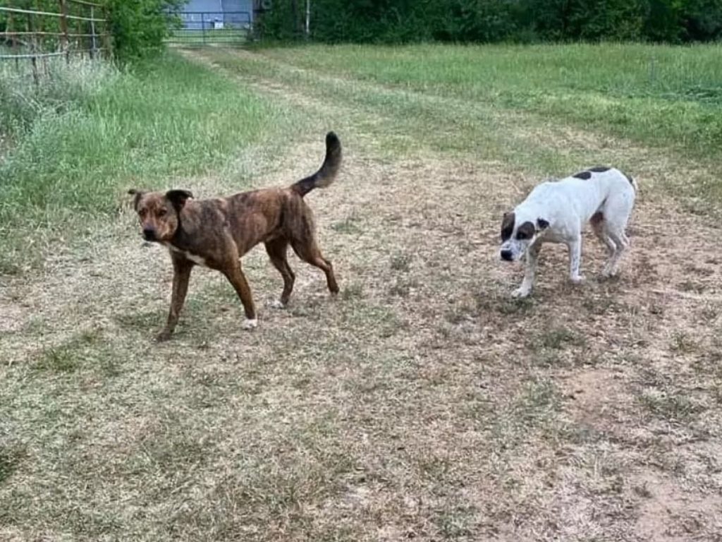 two dogs walking