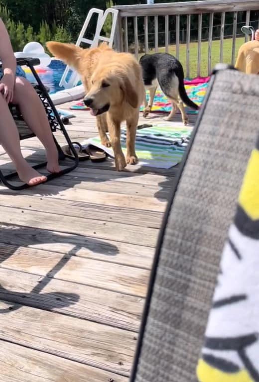 two dogs walking on the pool deck