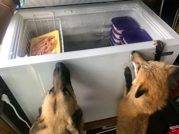 Two dogs watching the food