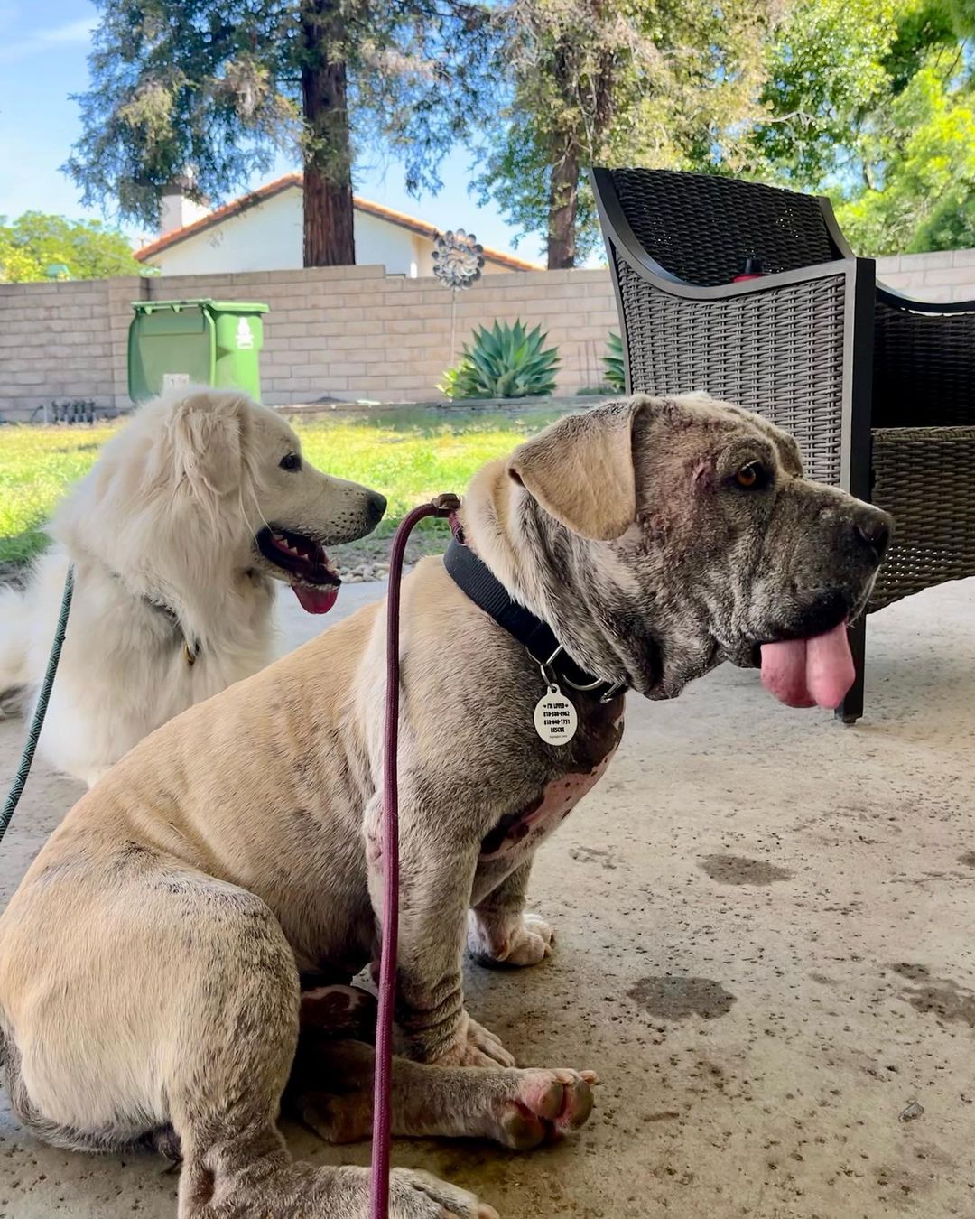 two dogs with tongue out