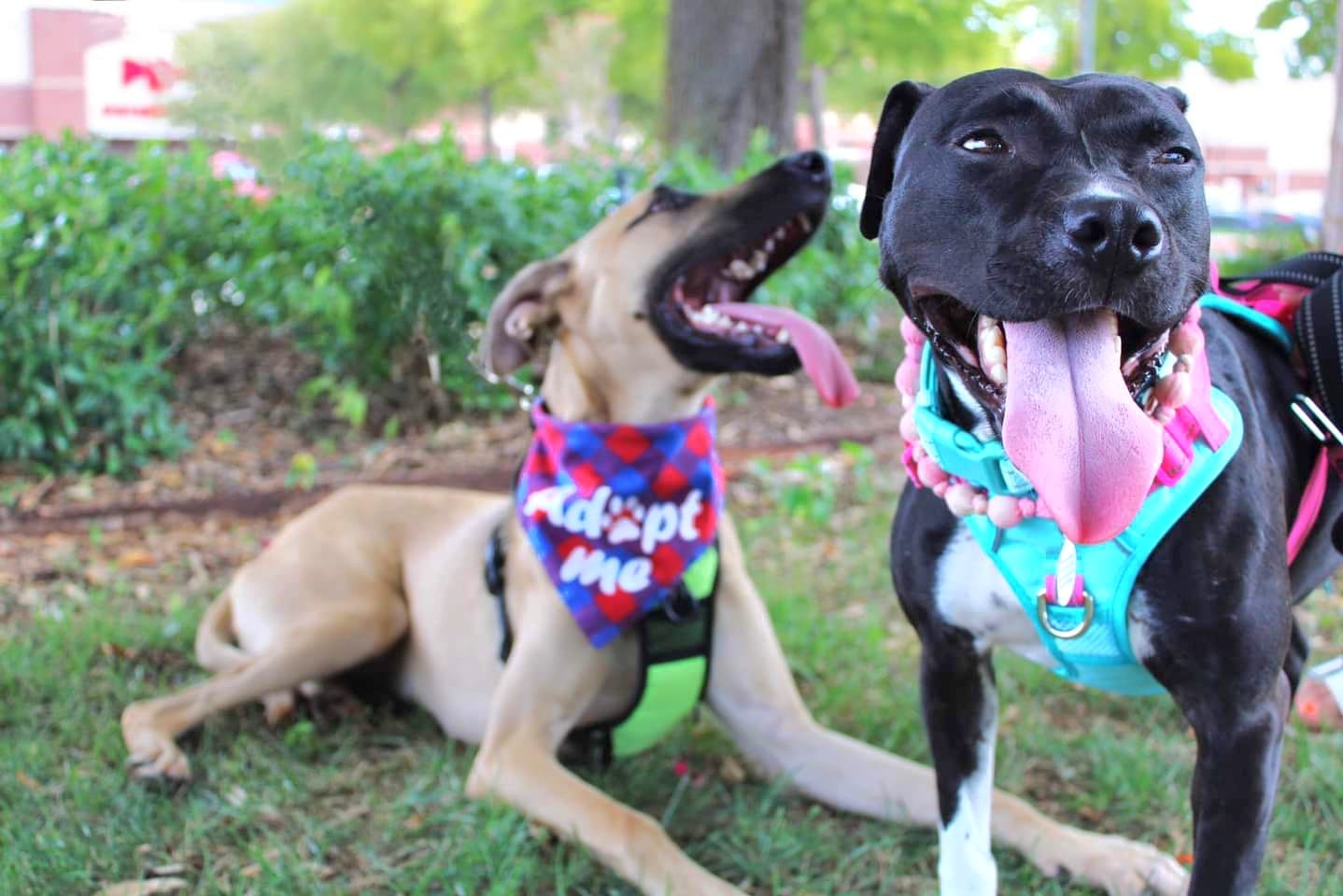 two dogs with tongue out