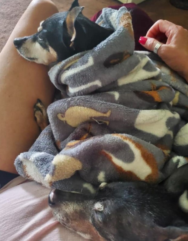 two dogs wrapped in a blanket lie on a woman's lap