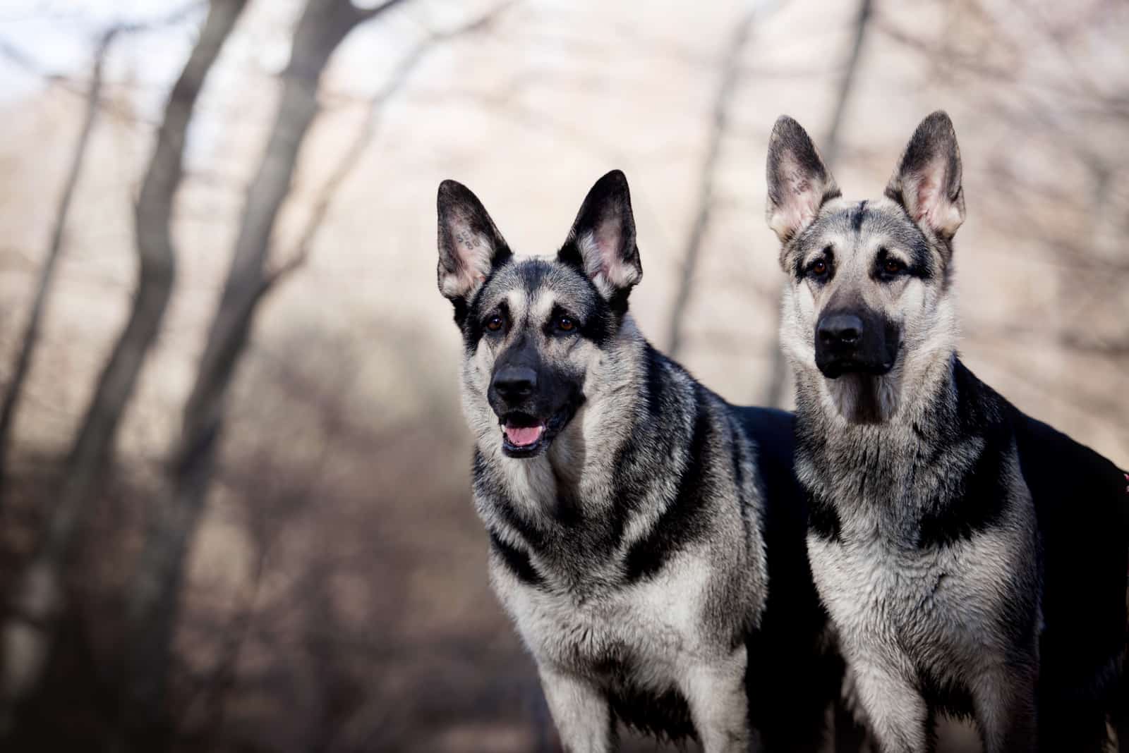 two Eastern European shepherds