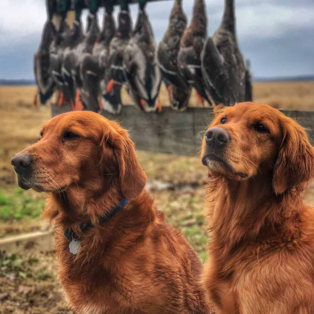 two field-bred golden retrievers