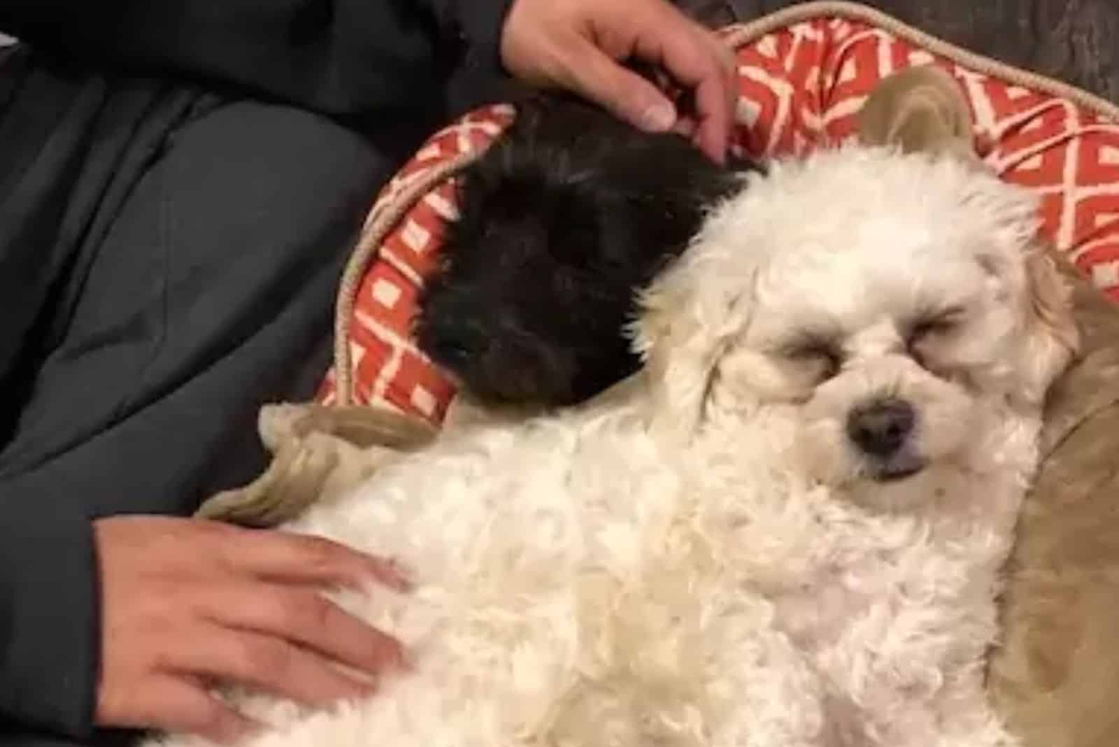 two fluffy dogs sitting on the couch together