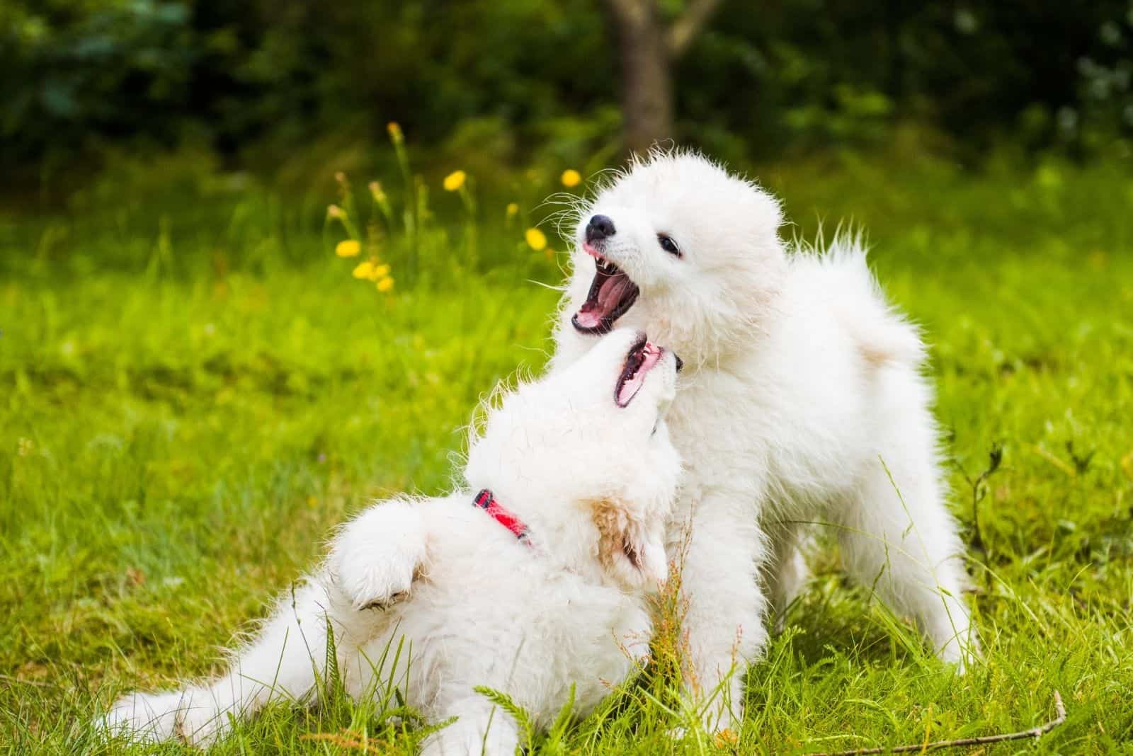 two funny fluffy samoyeds playing around