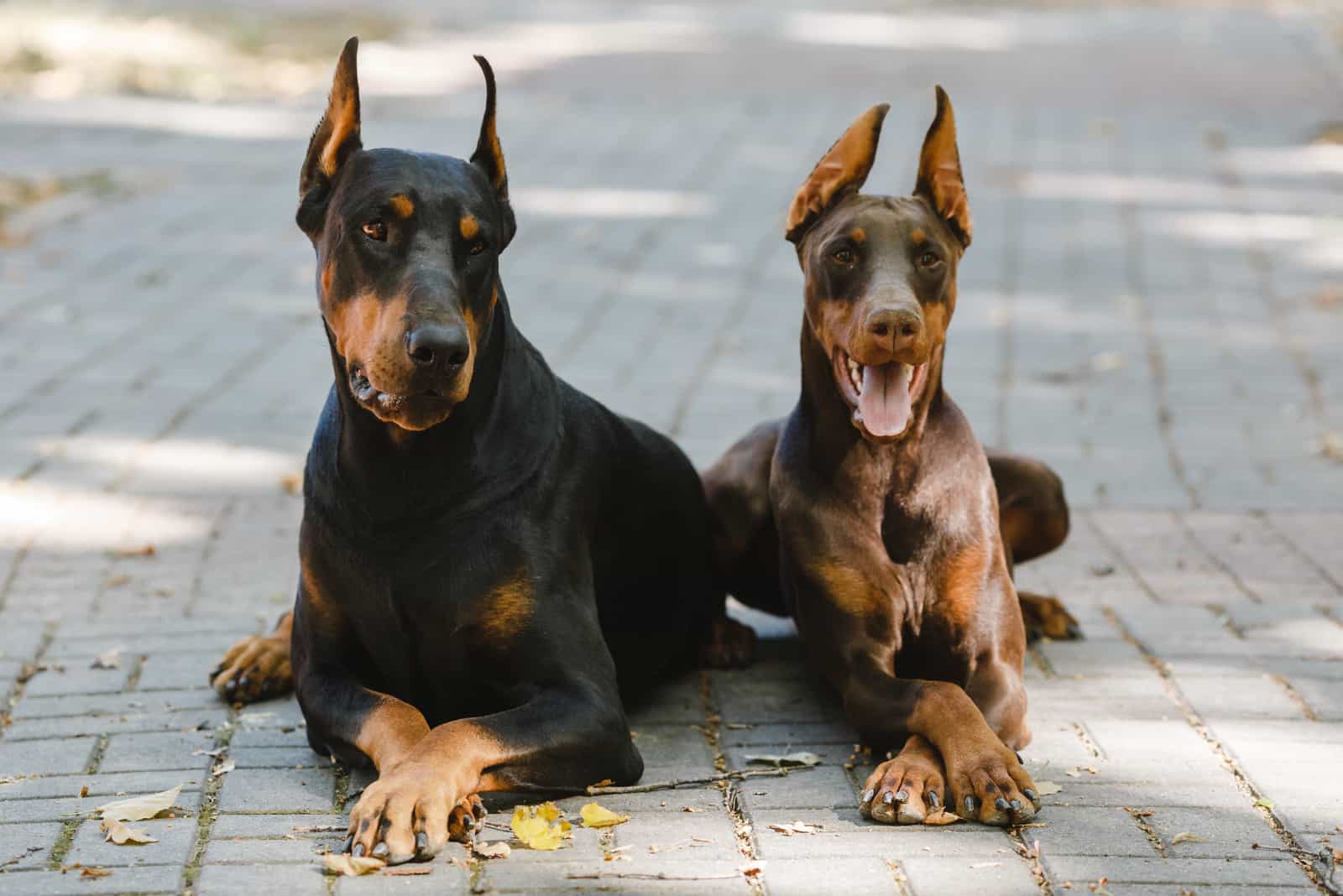 two German Doberman dogs lying