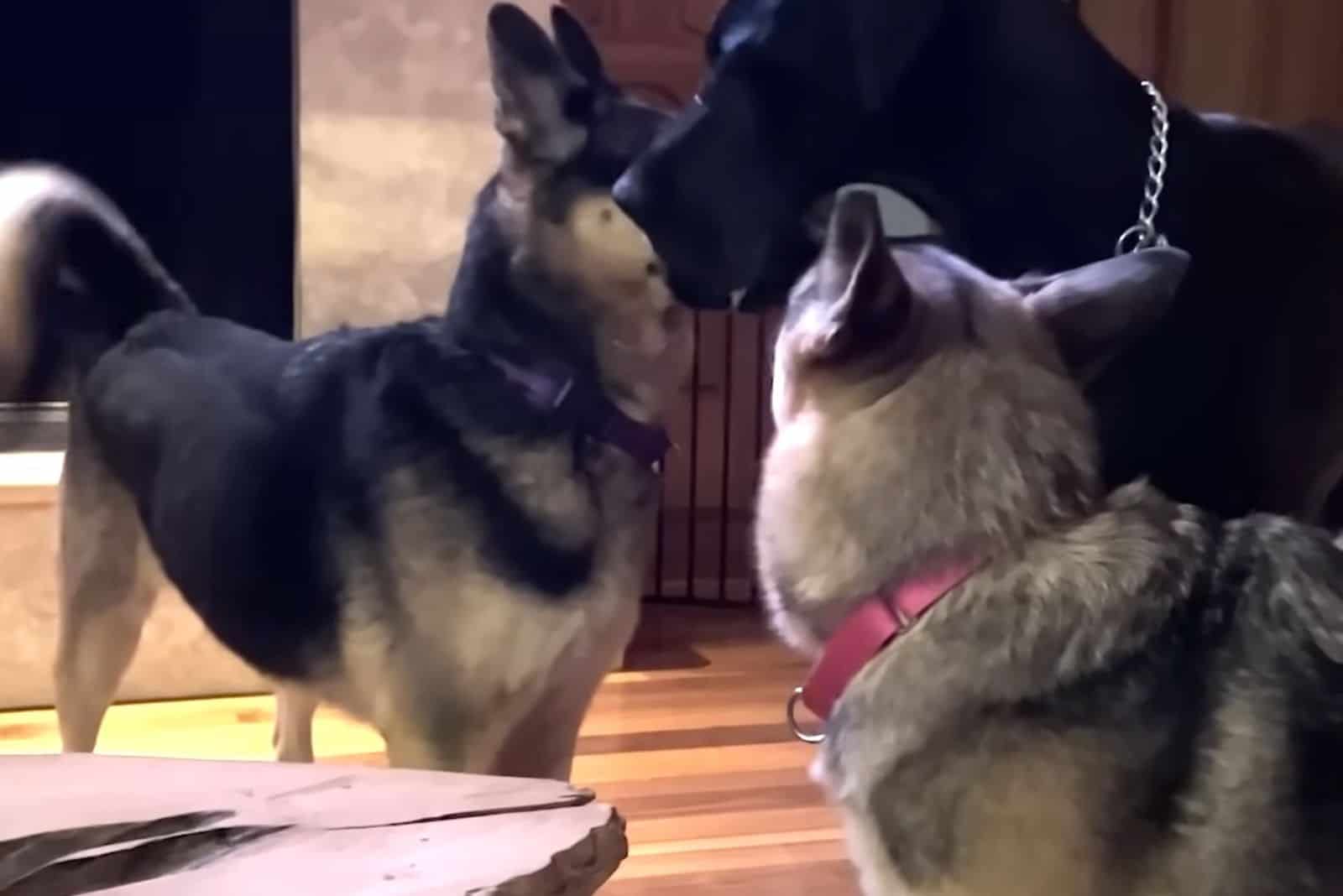 two german shepherd dog playing with big black dog indoors