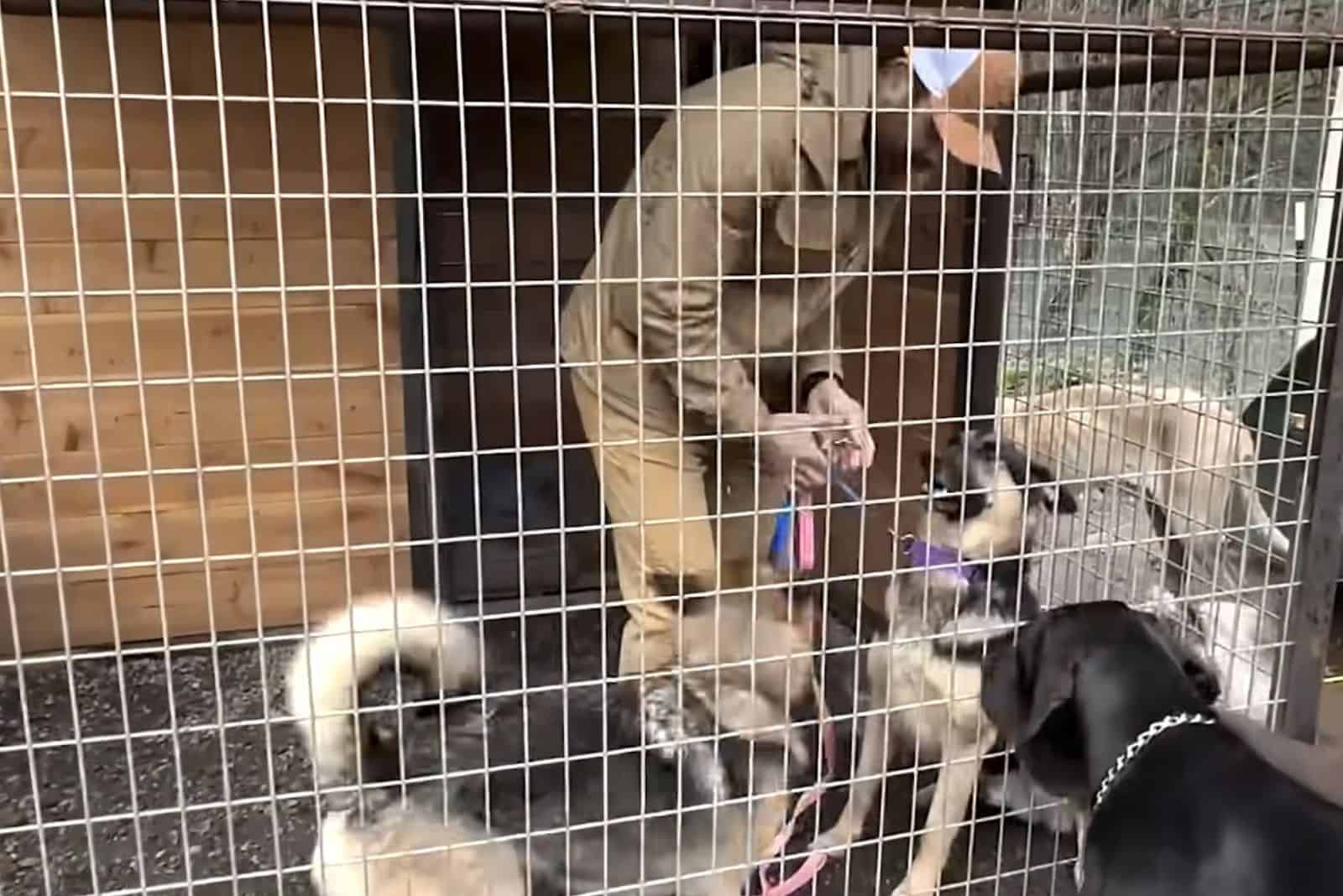 two german shepherd dogs in a big cage