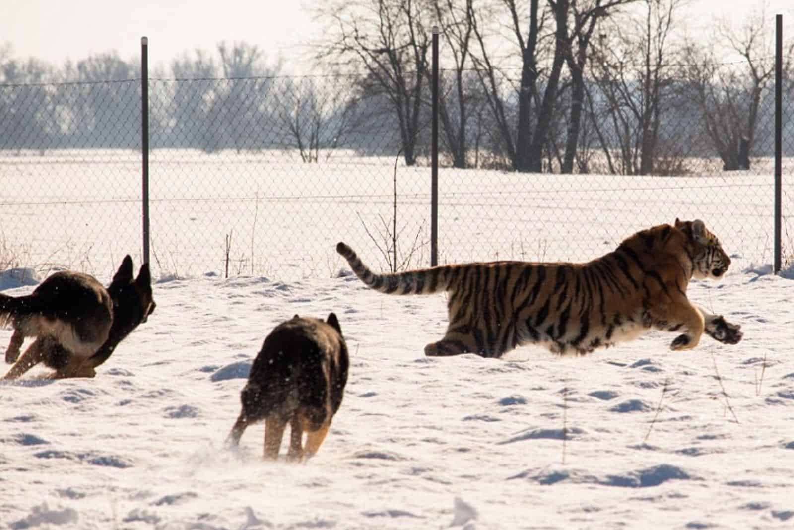 two german shepherd dogs playing with a tiger in the snow