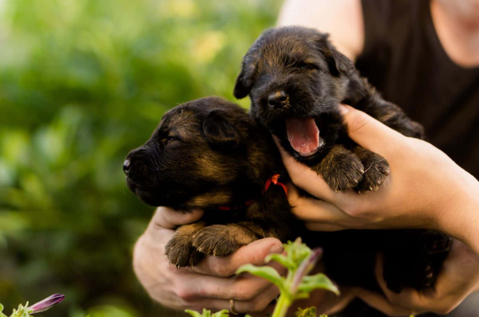 two german shepherd puppies in woman's hands