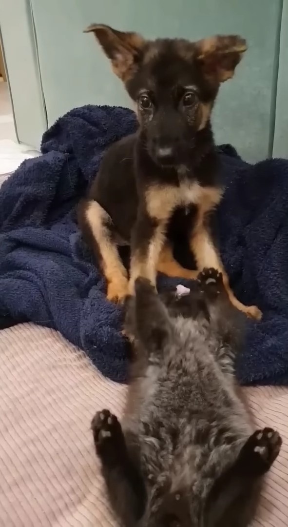 two german shepherd puppies