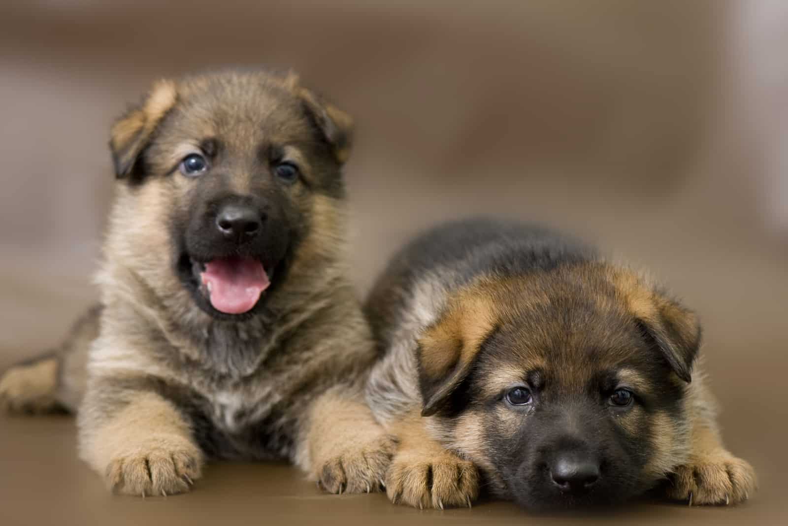 The Top 11 Best German Shepherd Breeders In Ontario Of 2022