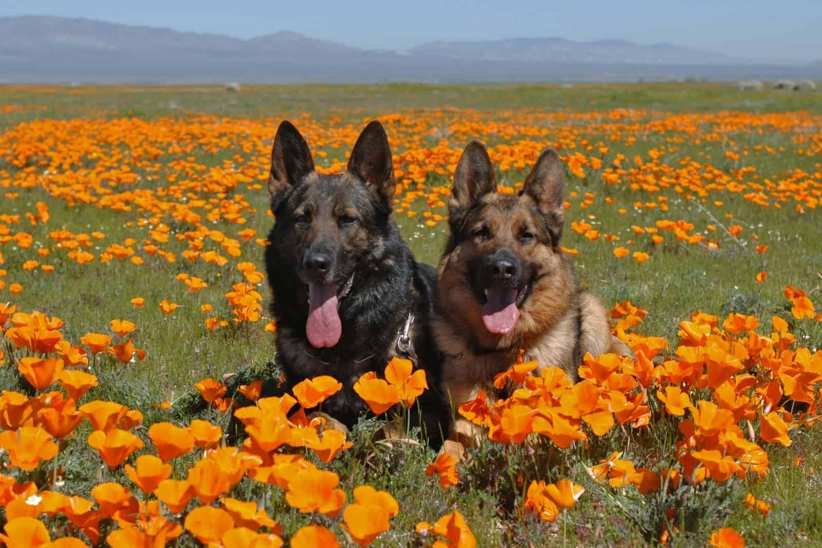 two german shepherd resting on a poppy flower fields