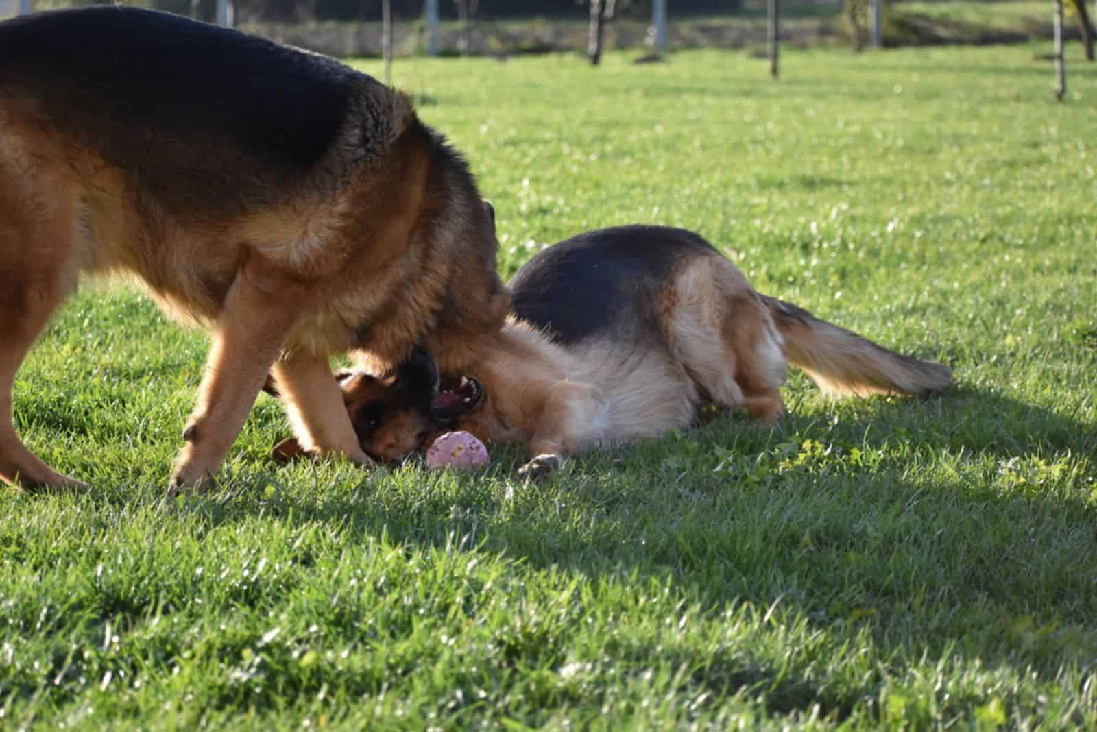 two german shepherds are wrestling in a meadow