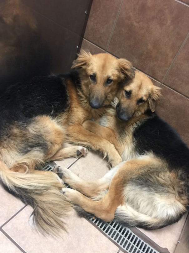 two german shepherds hugging each other on the tiles