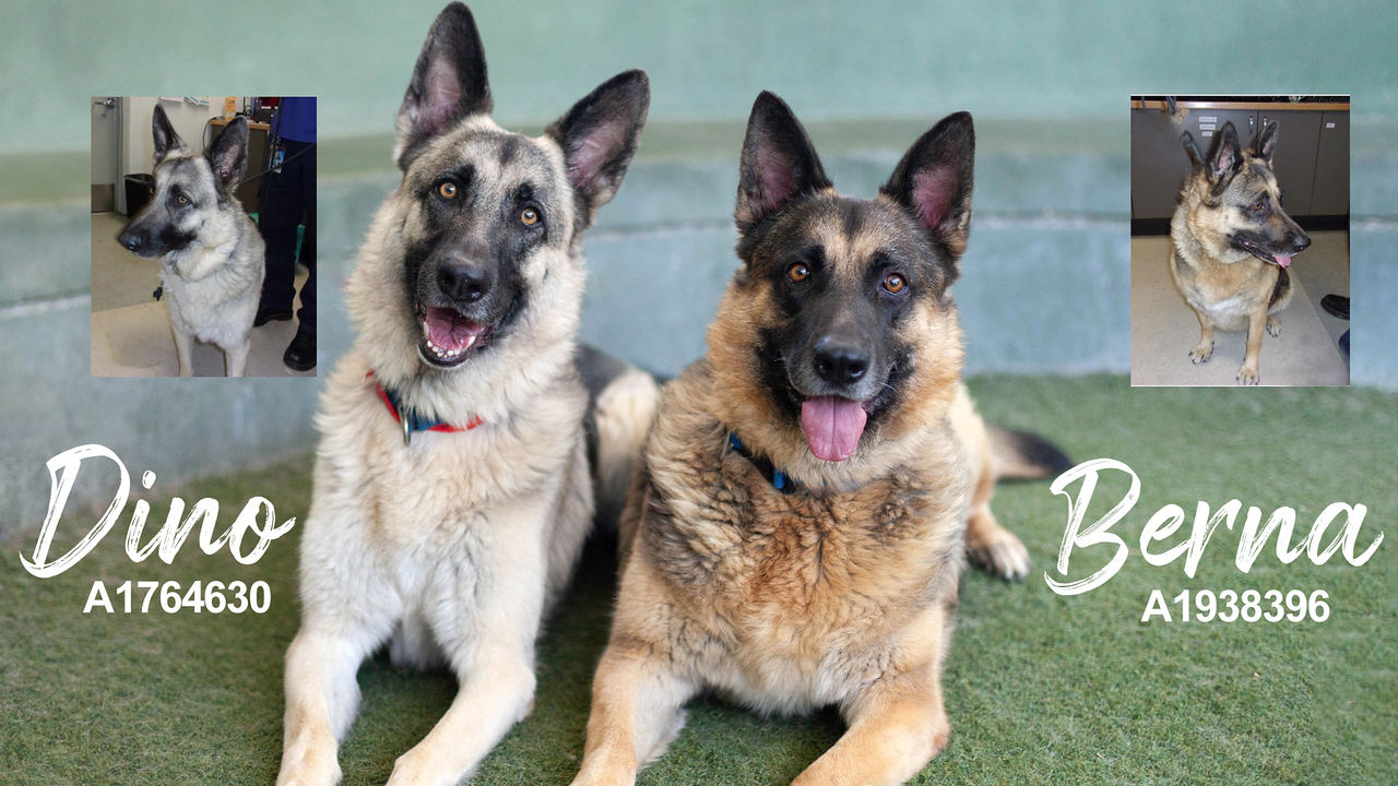 two german shepherds lying on grass