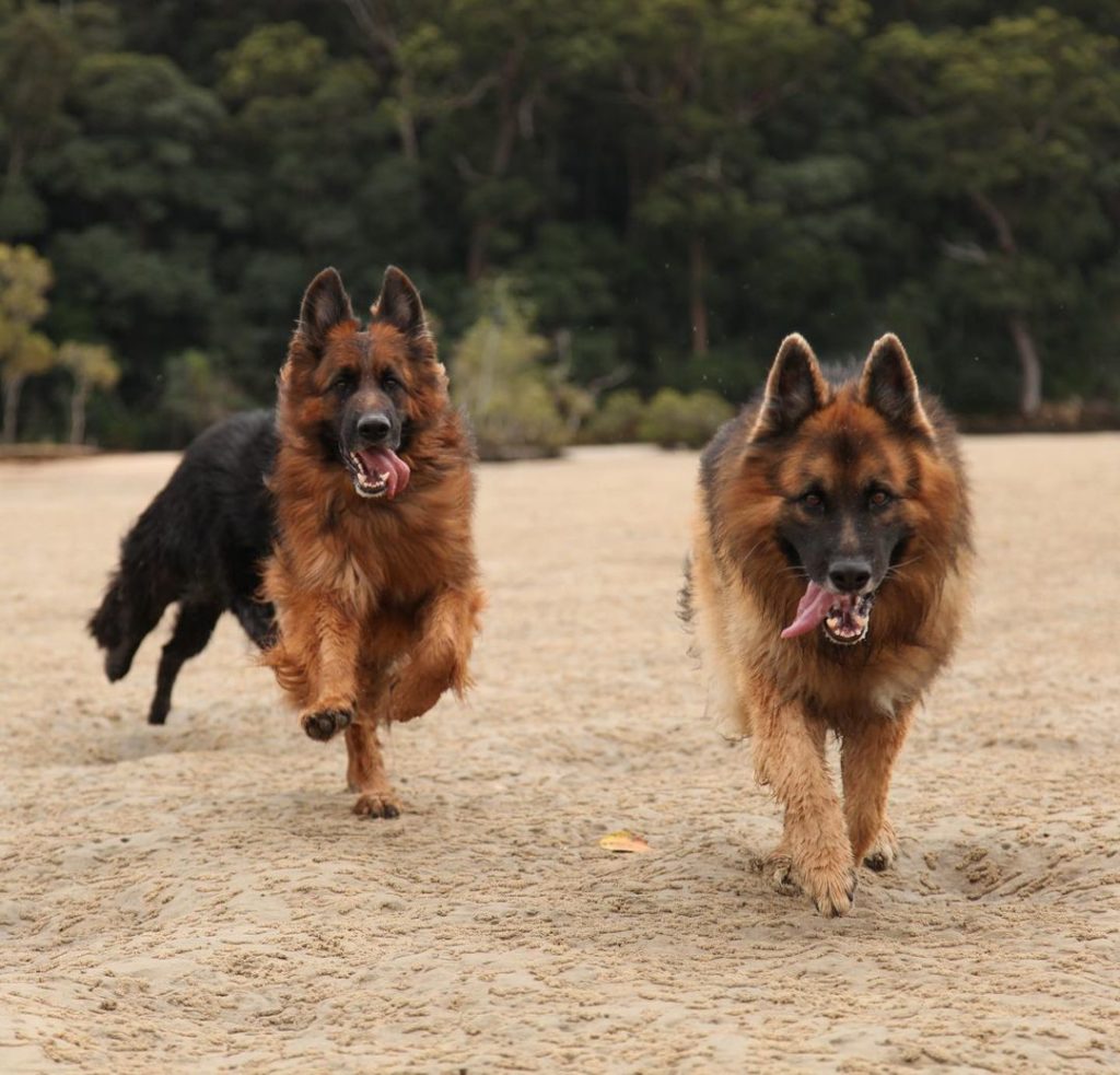 two german shepherds running