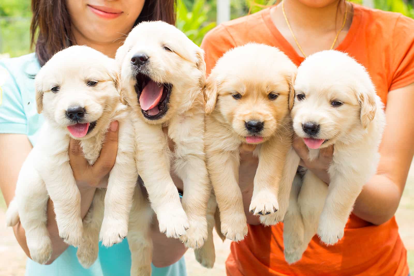 two girls holding golden retriever puppies in hands