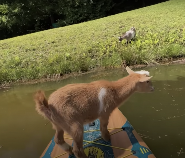 two goats, one standing on a paddle on water and the other one is standing on grass