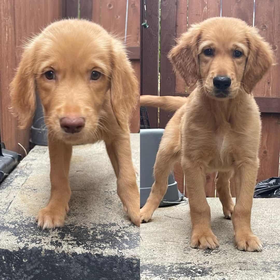 two golden retriever puppies saved from the road