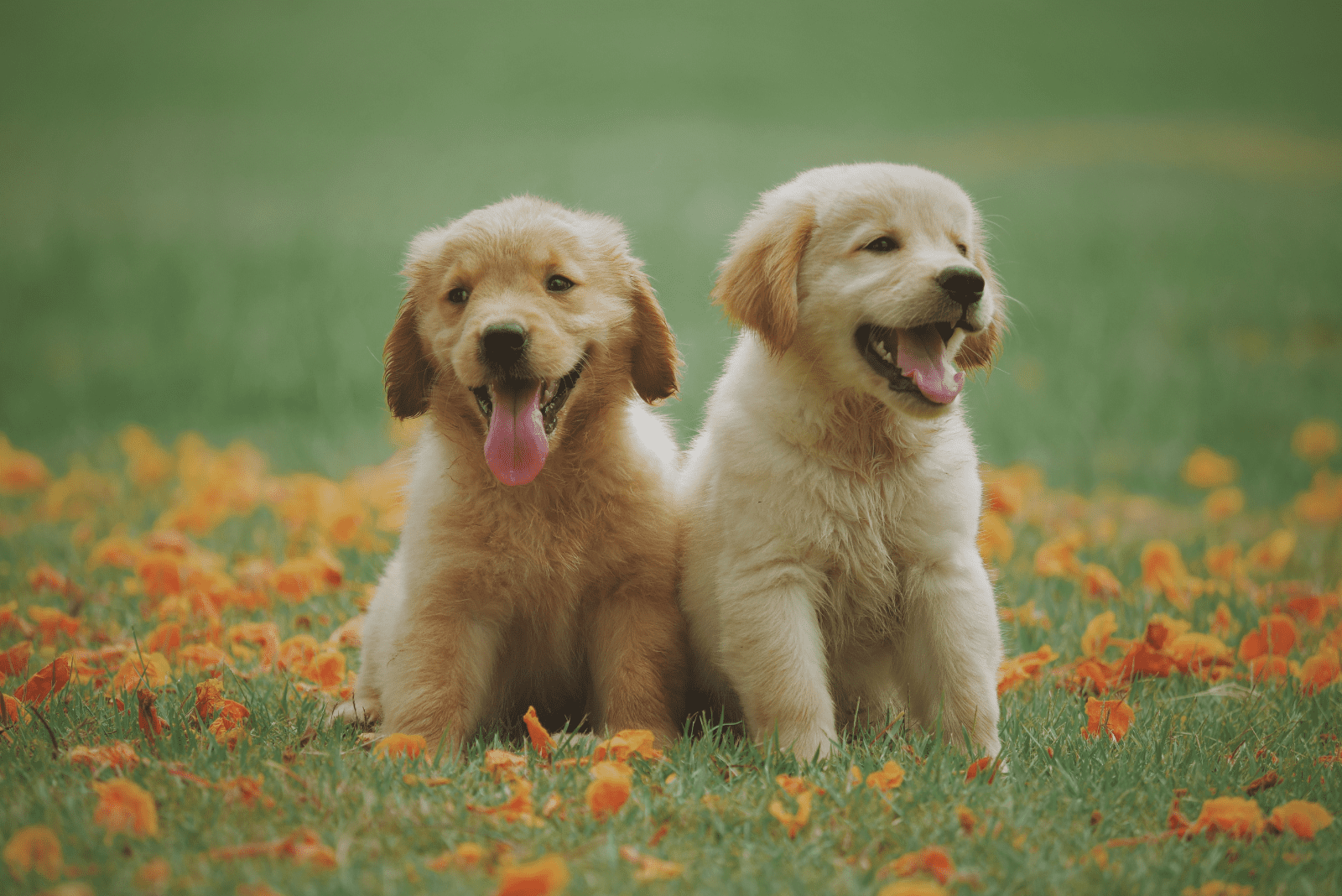 two golden retriever puppies sitting on the grass