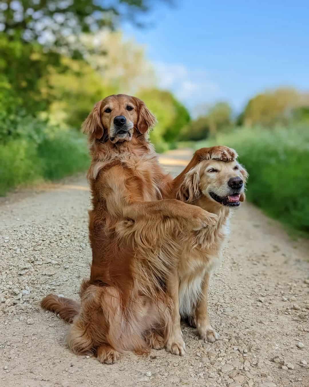two golden retrievers out in nature