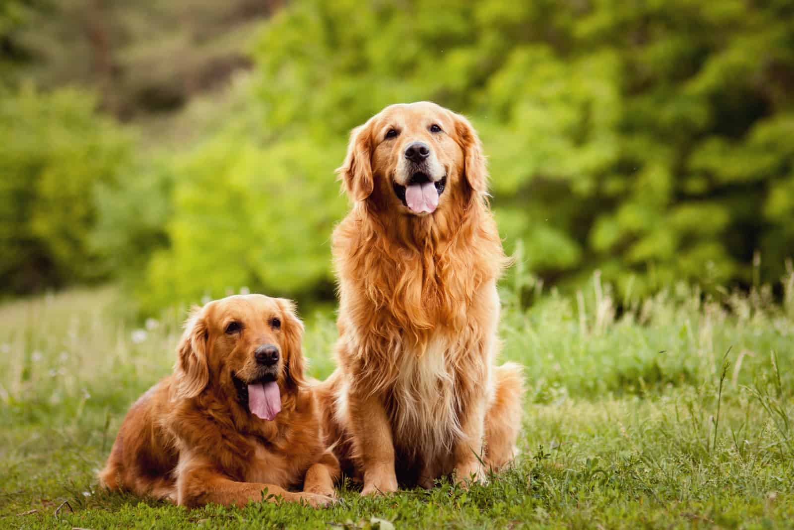 two Golden Retrievers sitting on grass