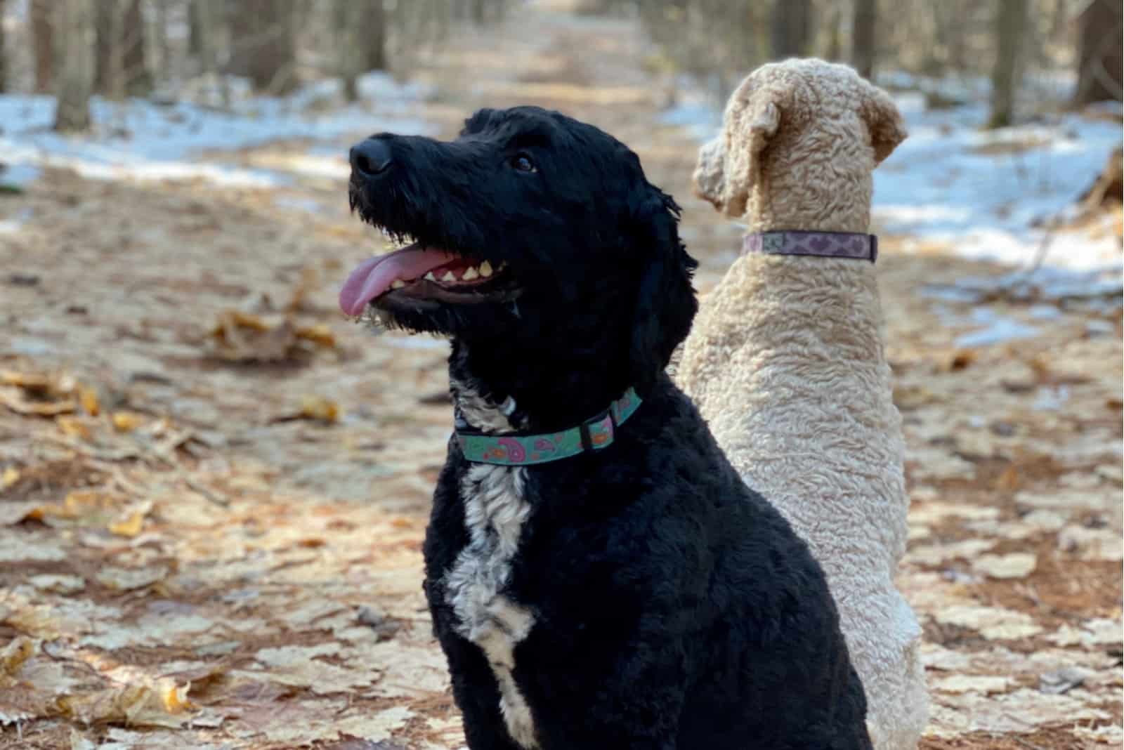 two goldendoodles in the park