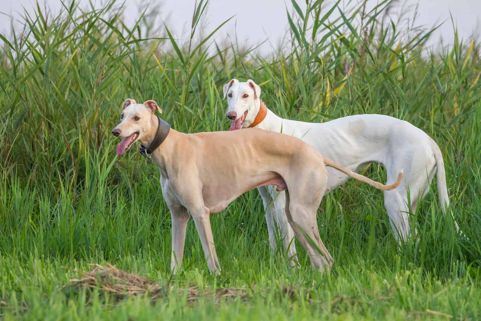 Two greyhound dogs standing on the grass outdoors