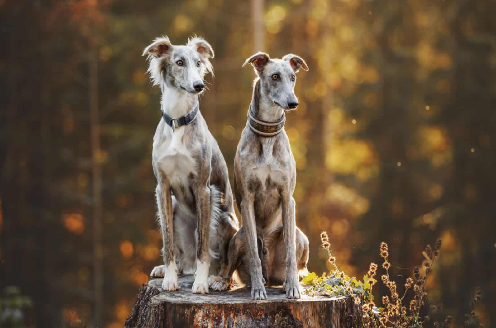 two greyhounds