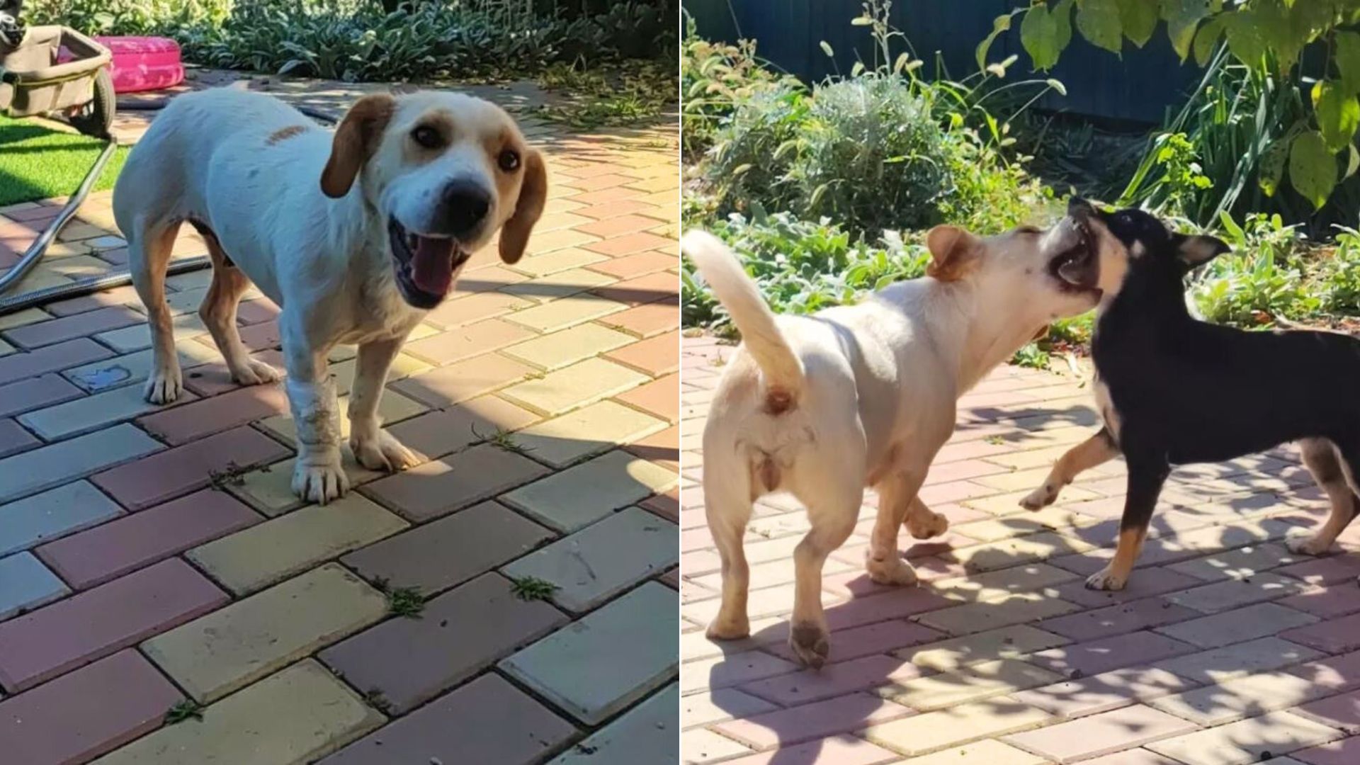 two happily playful dogs in the garden