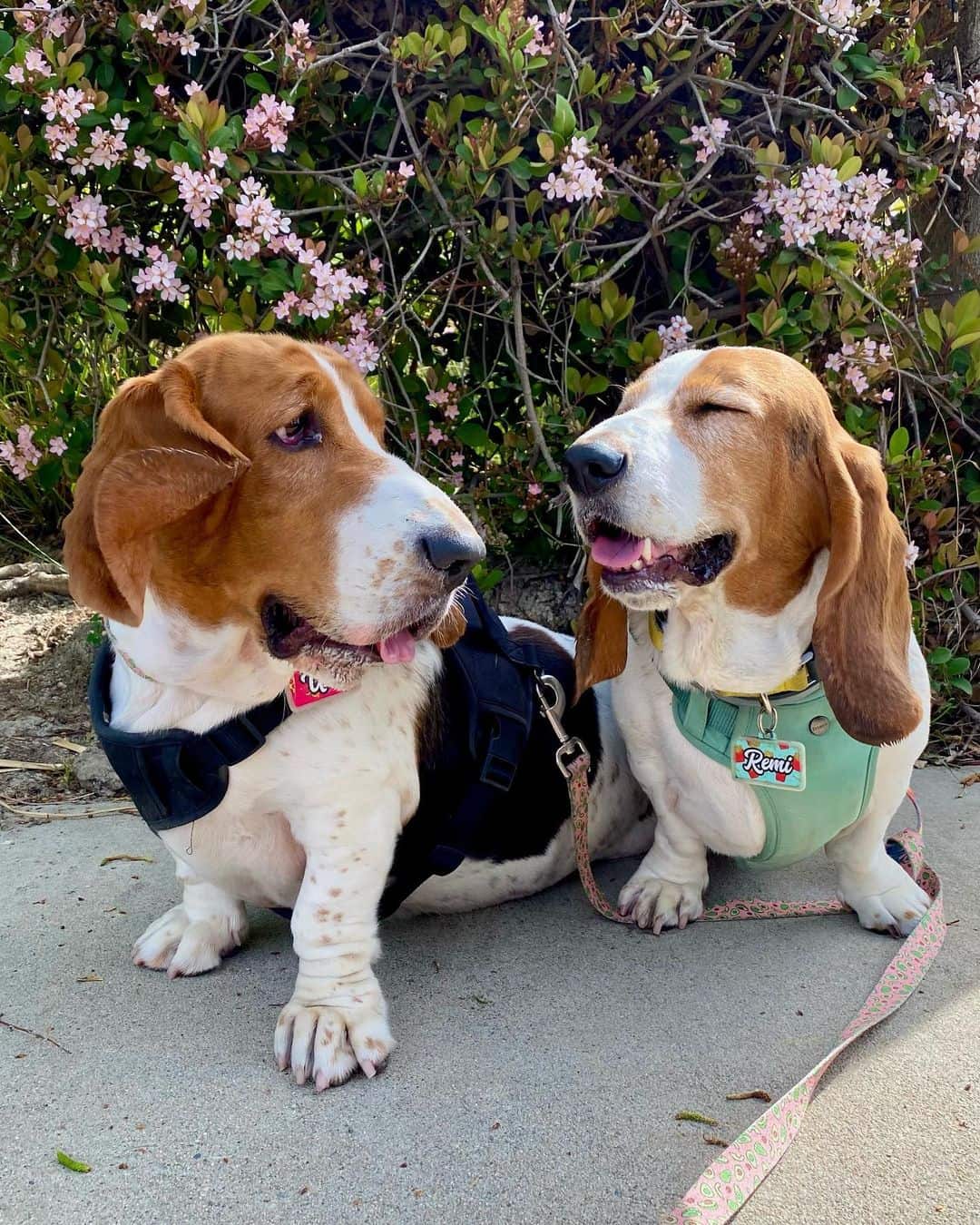 two happy bassinet hounds