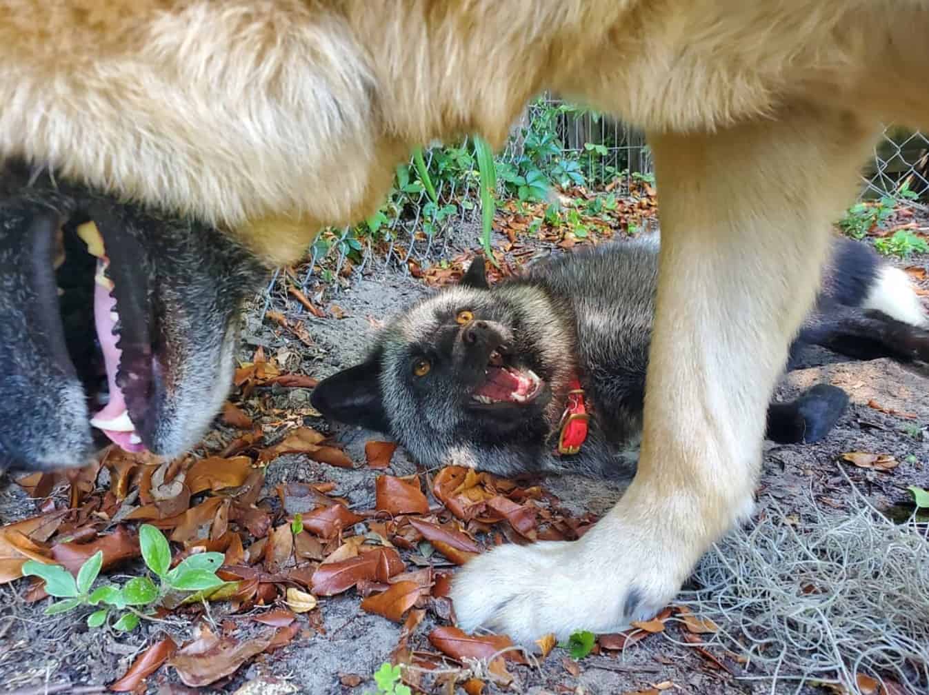 Two happy dogs playing