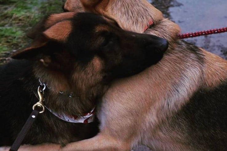 two hugging german shepherds