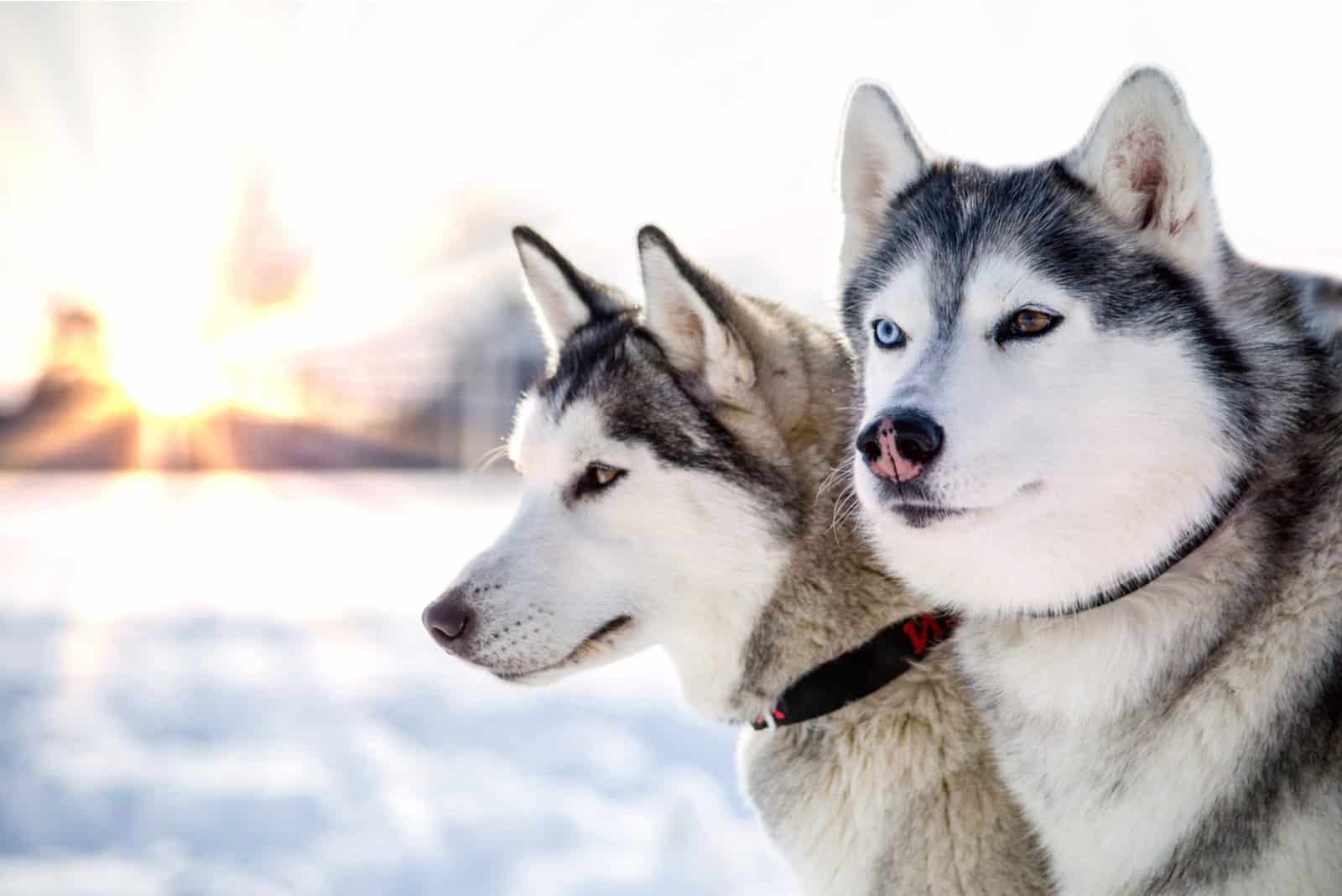 two Husky dogs in snow looking away