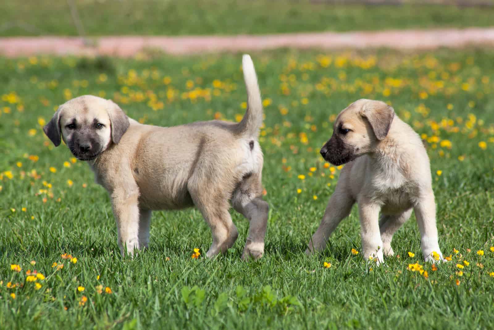 two kangal puppies