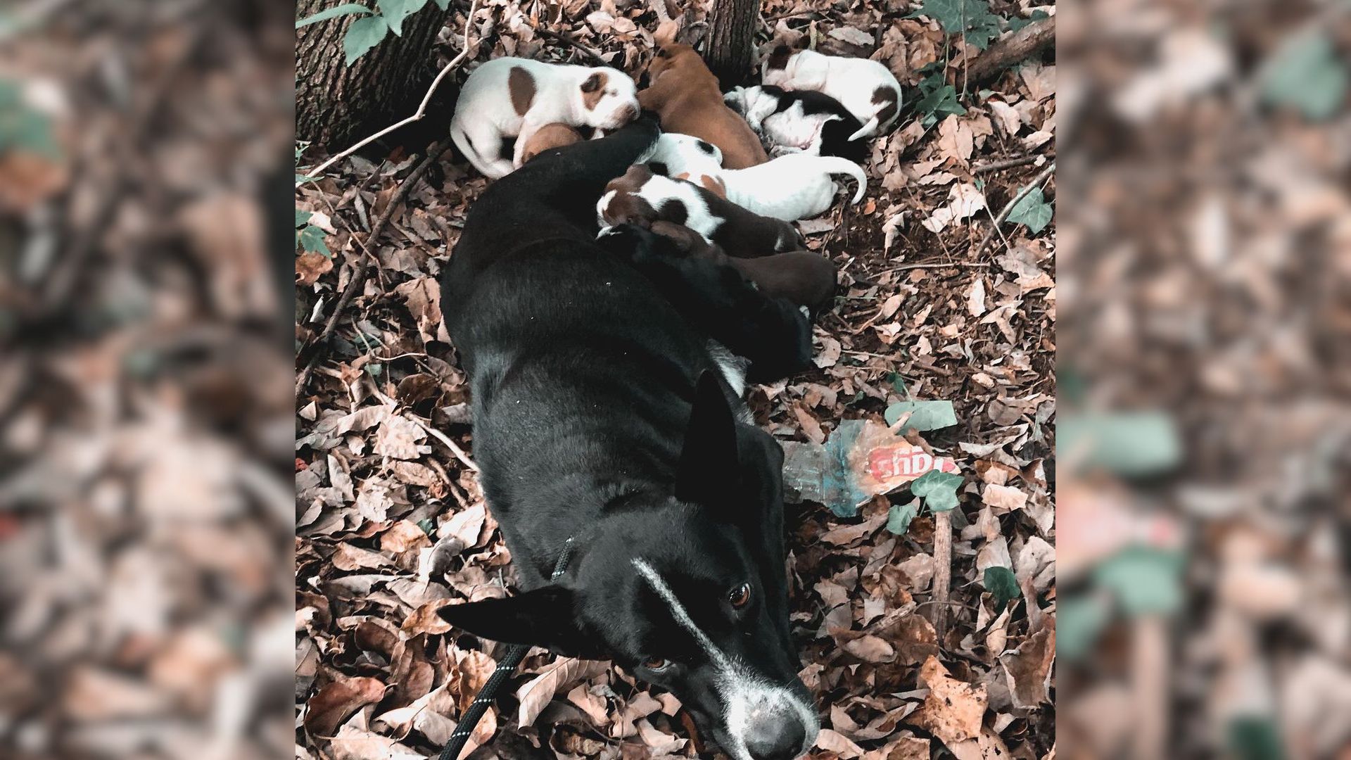 Two Ladies Found Mama Dog And Her Puppies In The Woods And Saved Them From Exhaustion