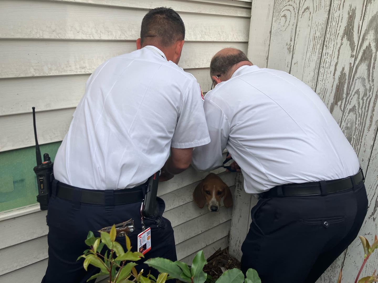 two men helping the dog