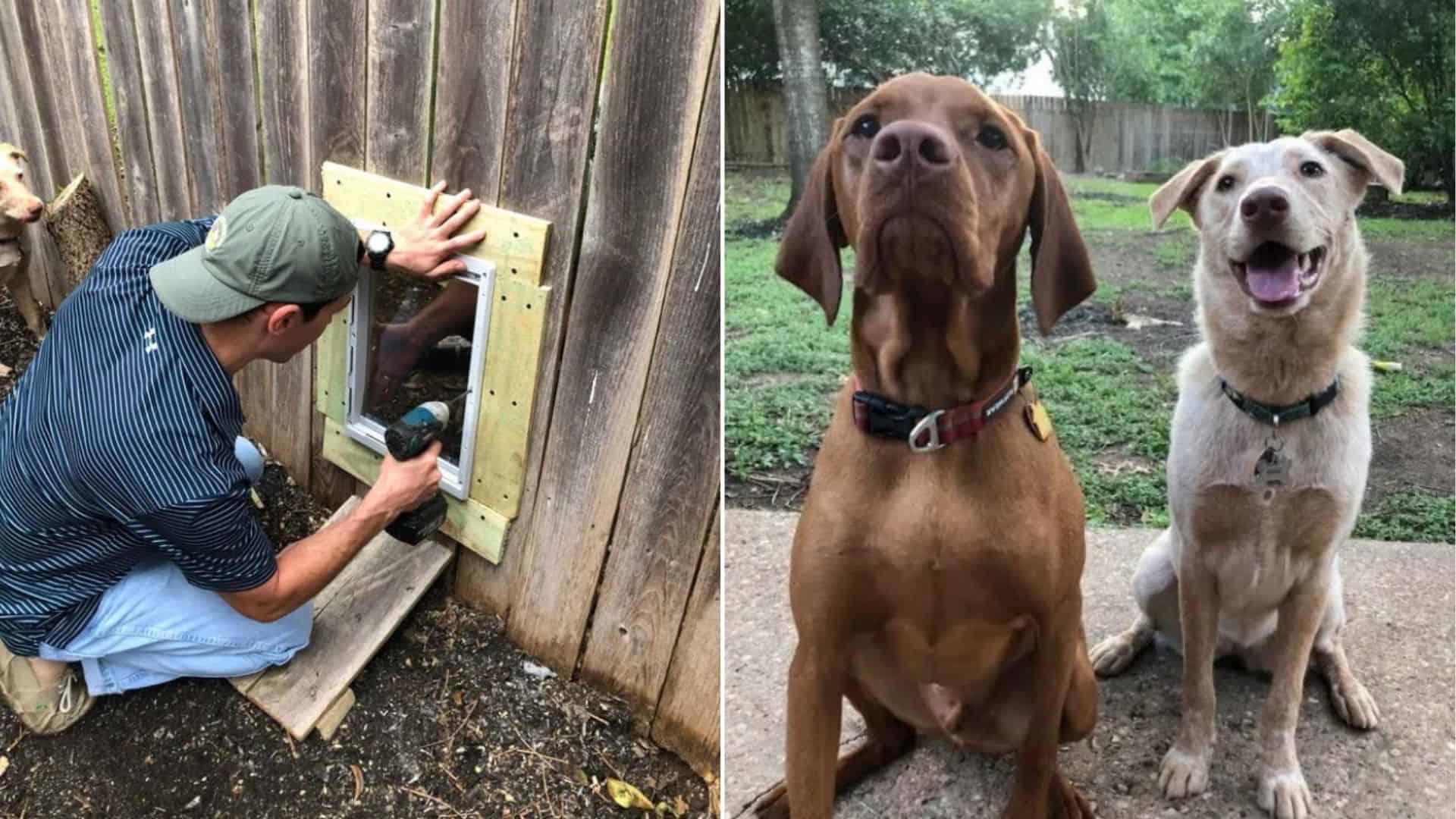 Two Neighbor Dogs Prove No Fence Will Stand In Between