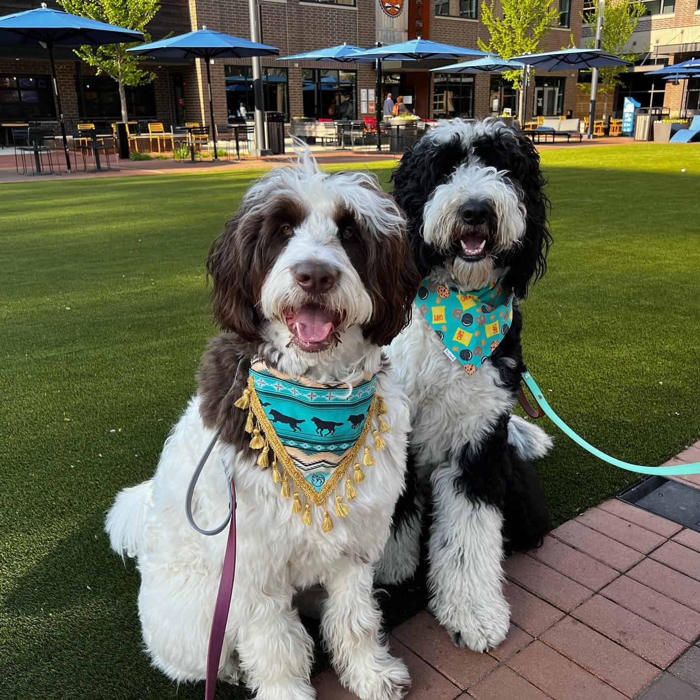 two newfypoos sitting on the grass