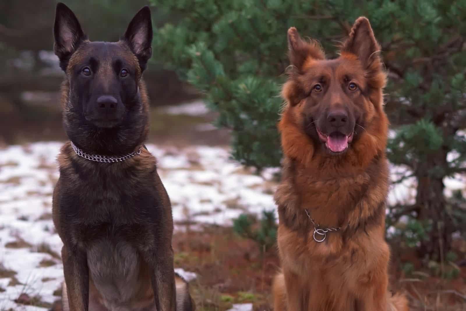 Two obedient Sheepdogs with chain collars posing outdoors sitting together on a snow in winter forest