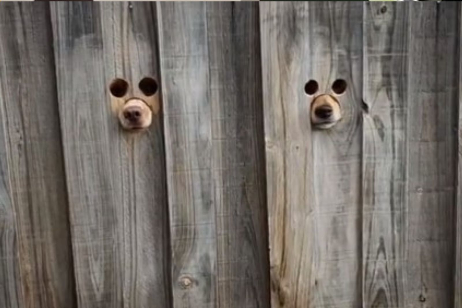 two peepholes on the wooden fence